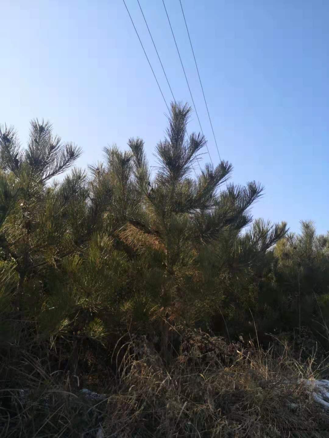两米油松 两米油松