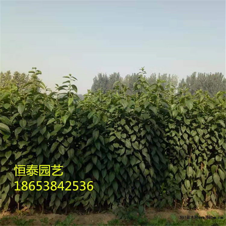杜仲苗 杜仲苗