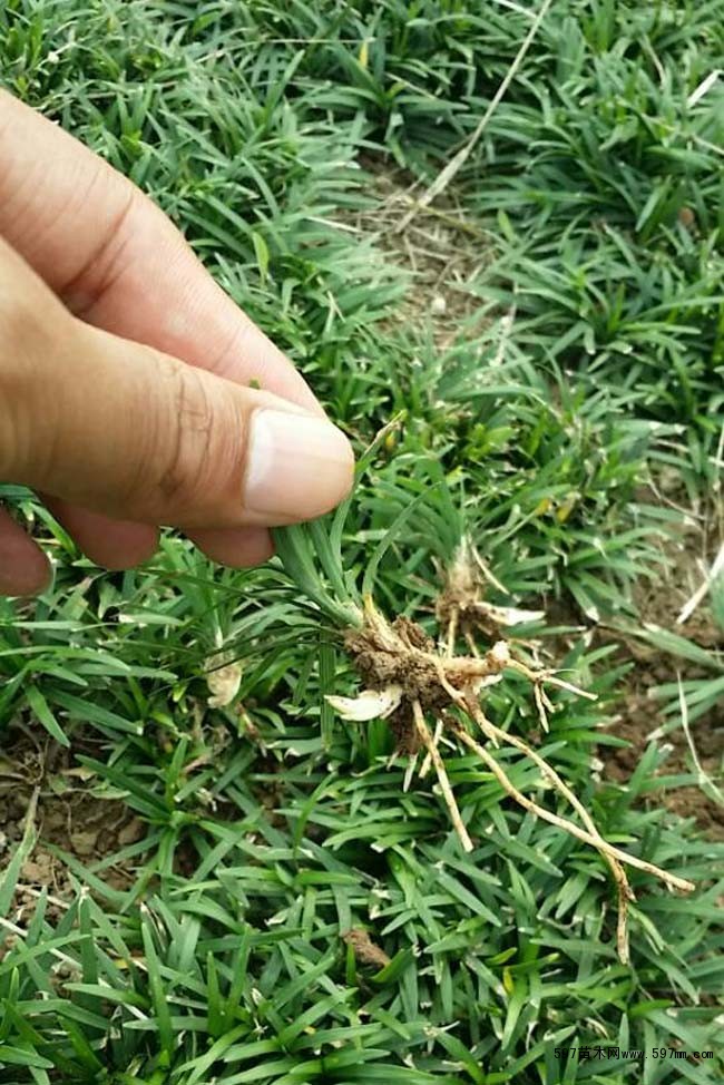 麦冬草 麦冬草