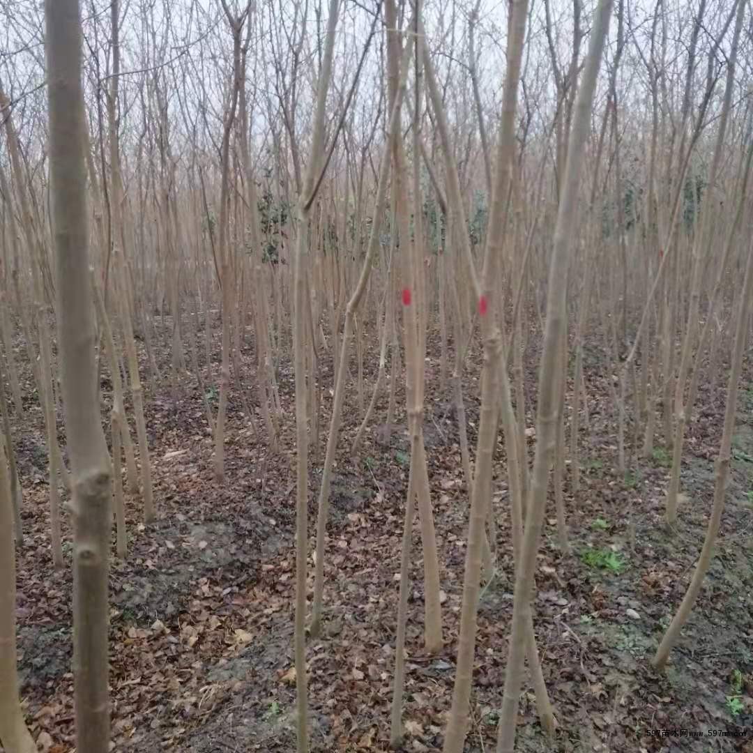乌桕 乌桕
