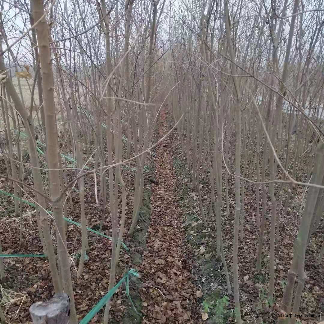 乌桕 乌桕