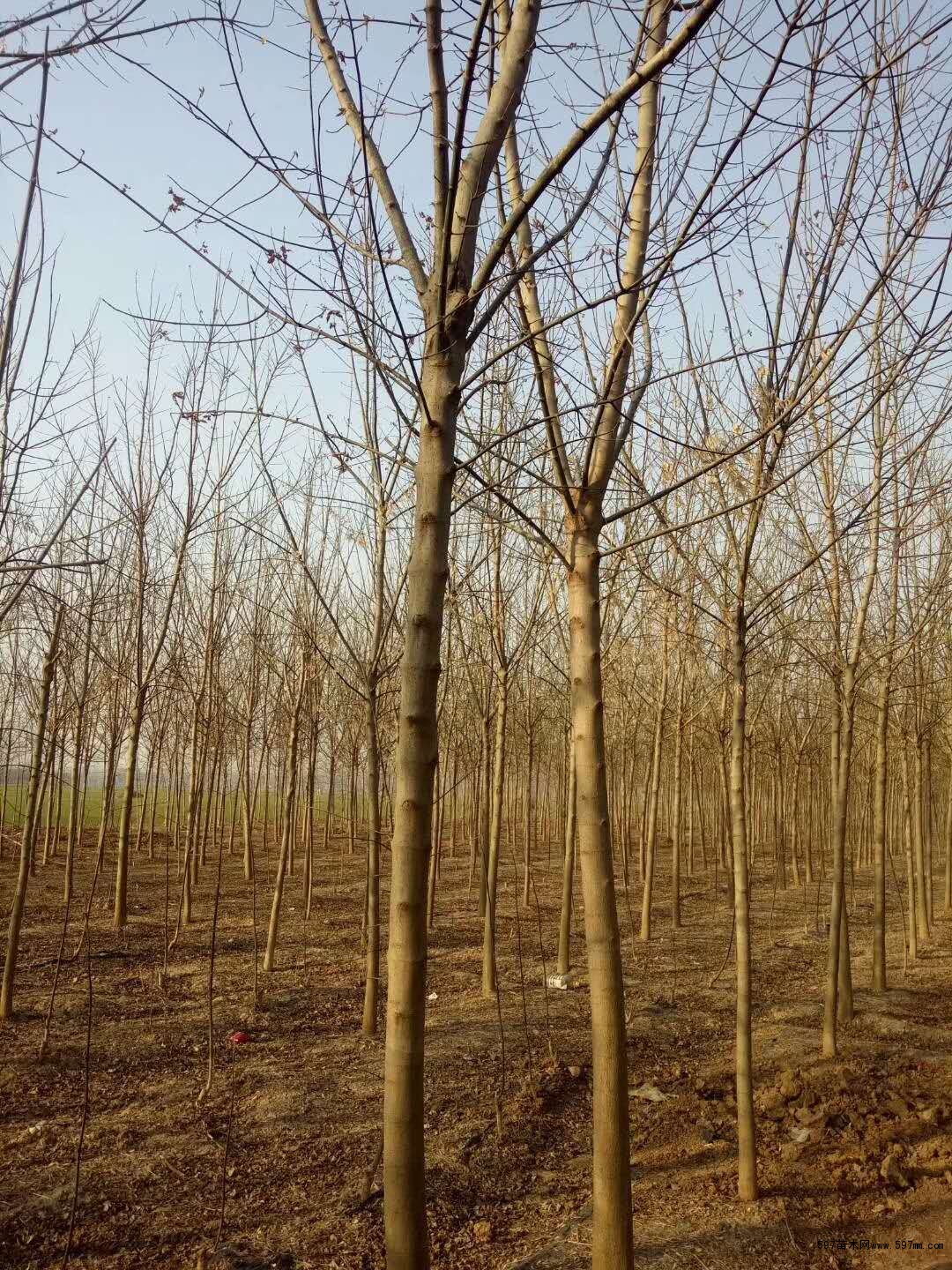 复叶槭 复叶槭