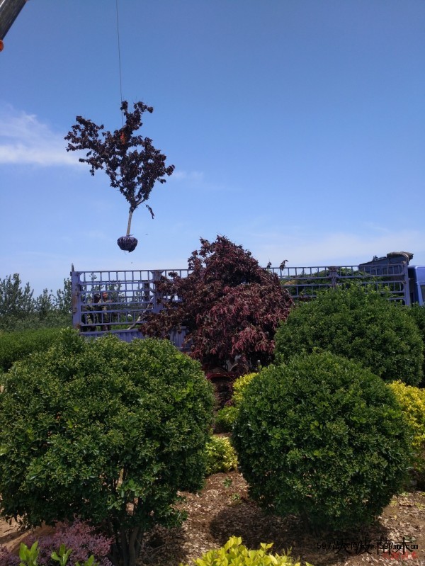 北京大叶黄杨21