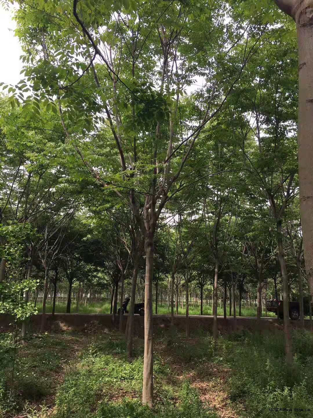 栾树 栾树