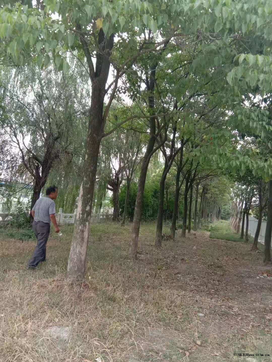 重阳木 重阳木