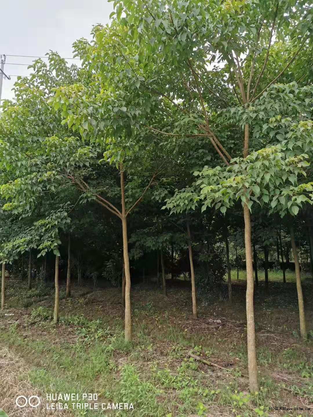 重阳木 重阳木