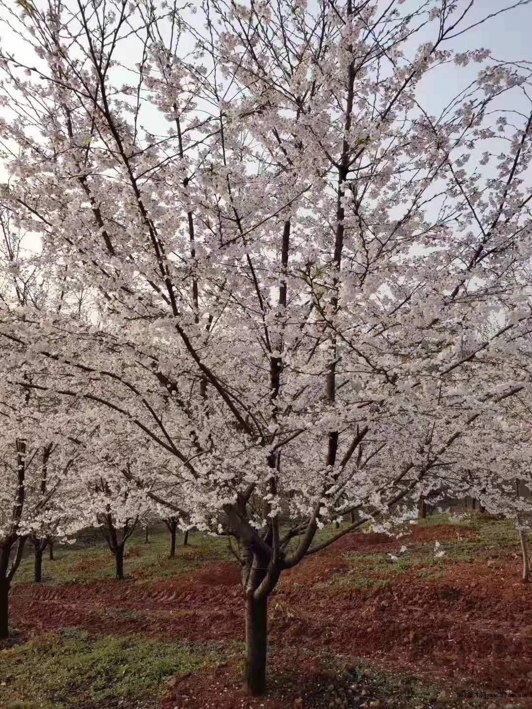 晚樱 晚樱
