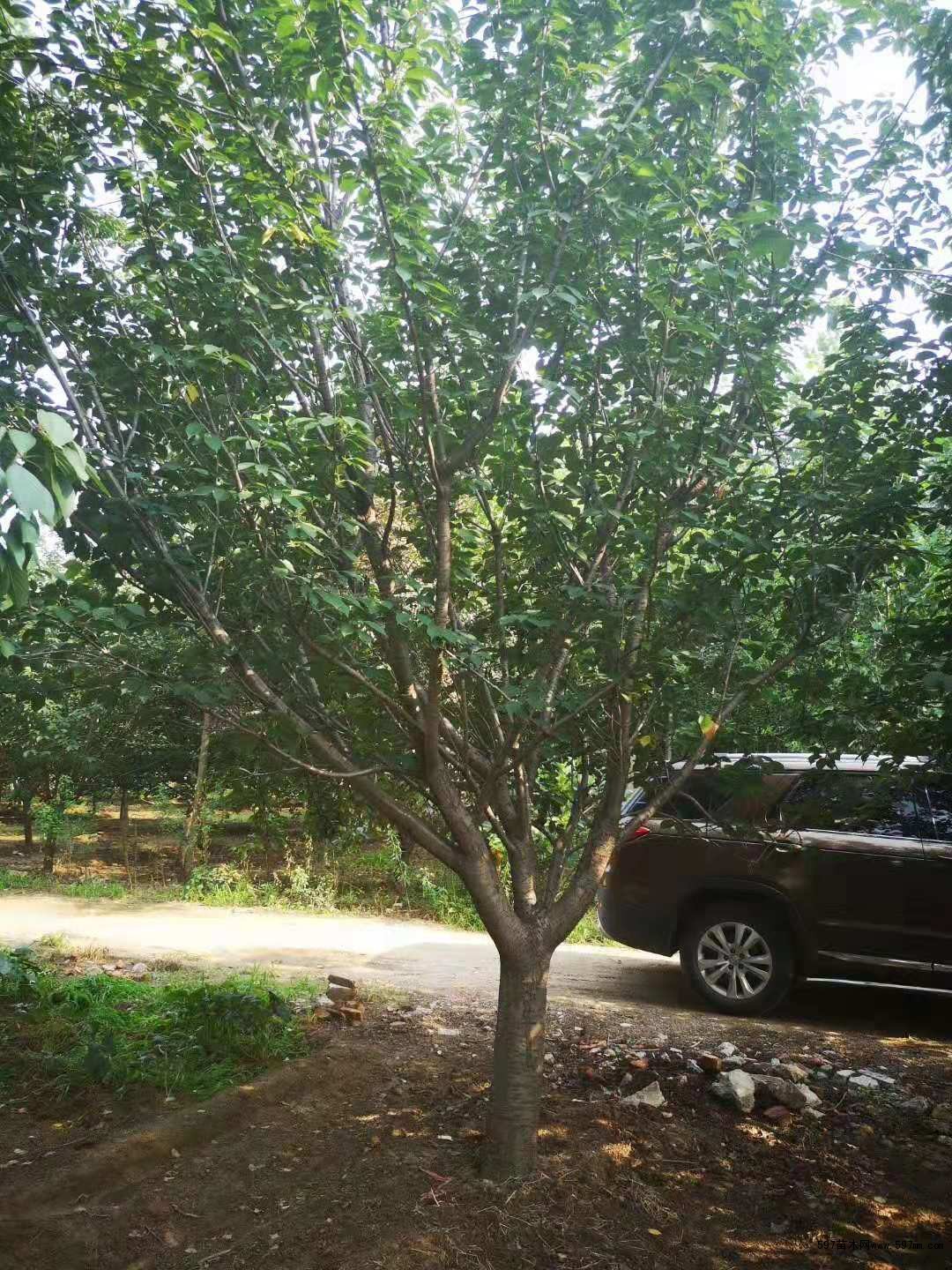 晚樱 晚樱