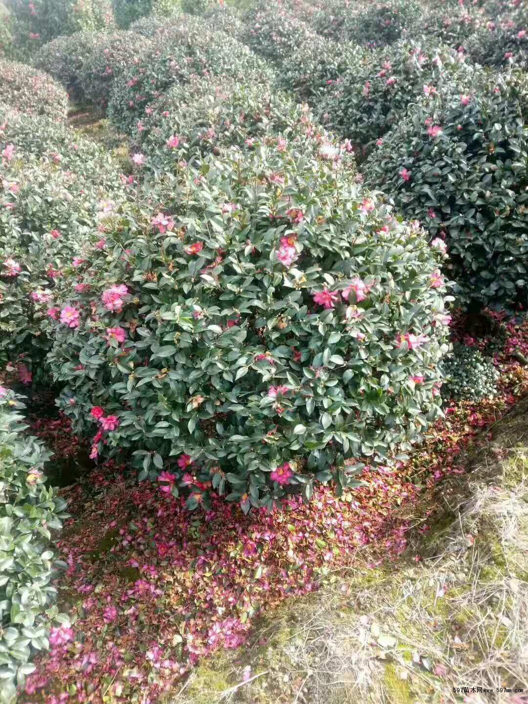 苗圃销售茶梅球 茶梅球图片 茶梅球什么价格