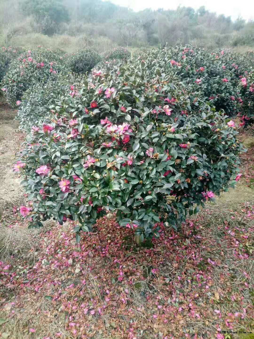 茶梅球 茶梅球