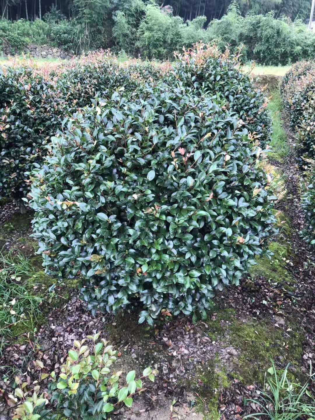 茶梅球 茶梅球