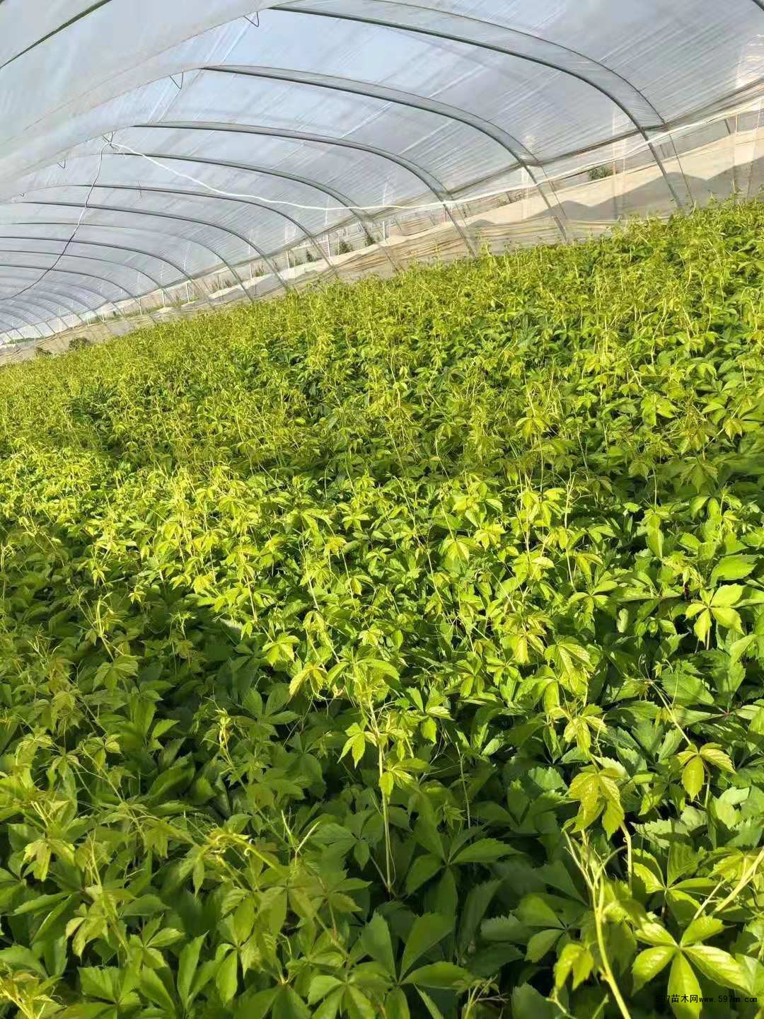 爬山虎 爬山虎