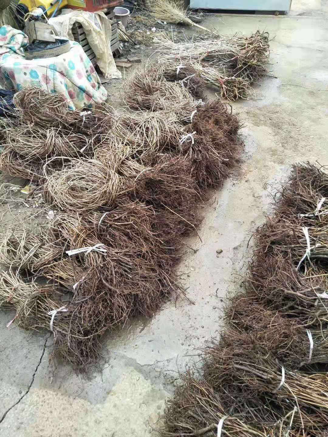 爬山虎 爬山虎
