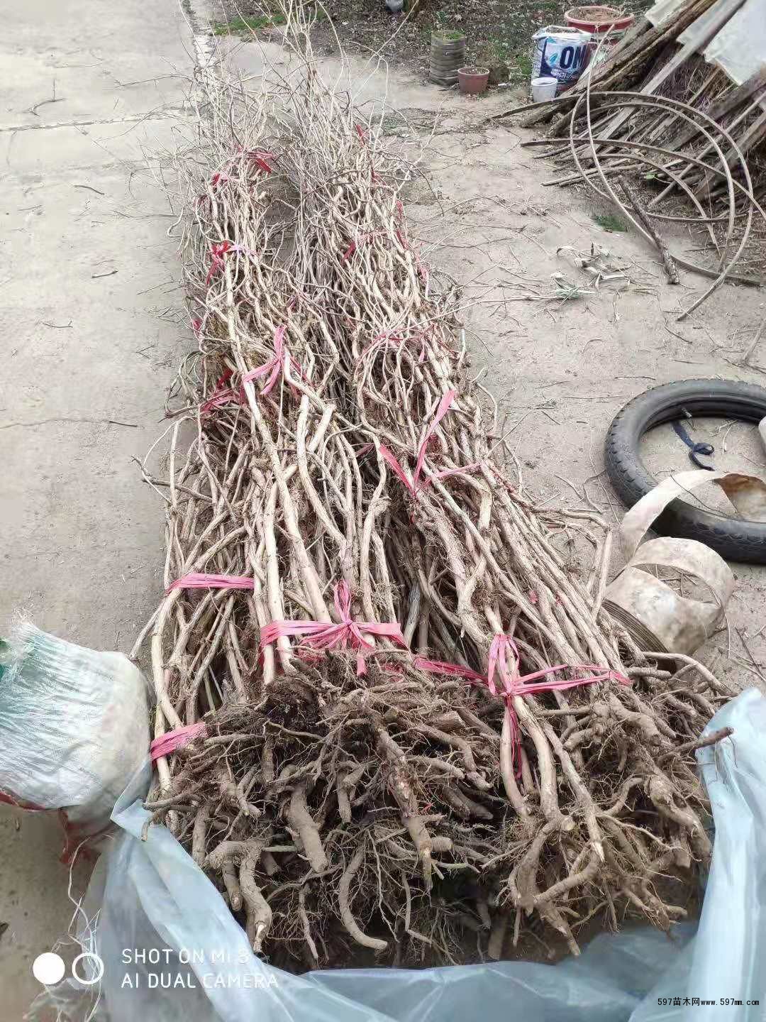 凌霄 凌霄