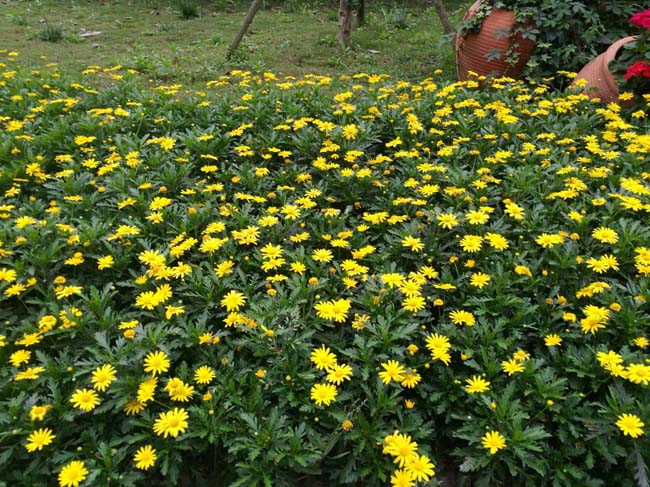 黄金菊 菊属草本植物 黄金菊小苗