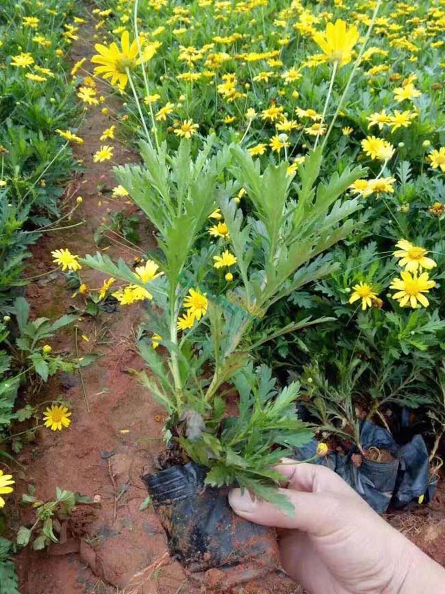 黄金菊 菊属草本植物 黄金菊小苗