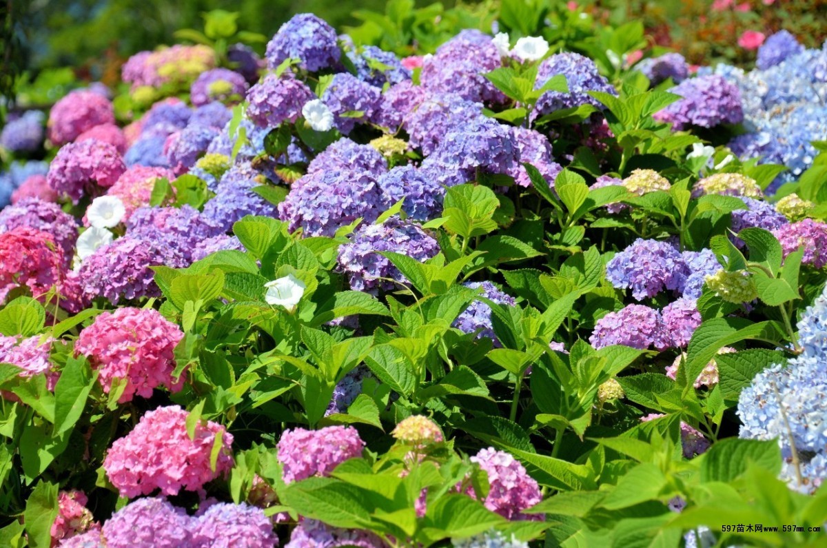 苗圃销售八仙花 八仙花图片/价格