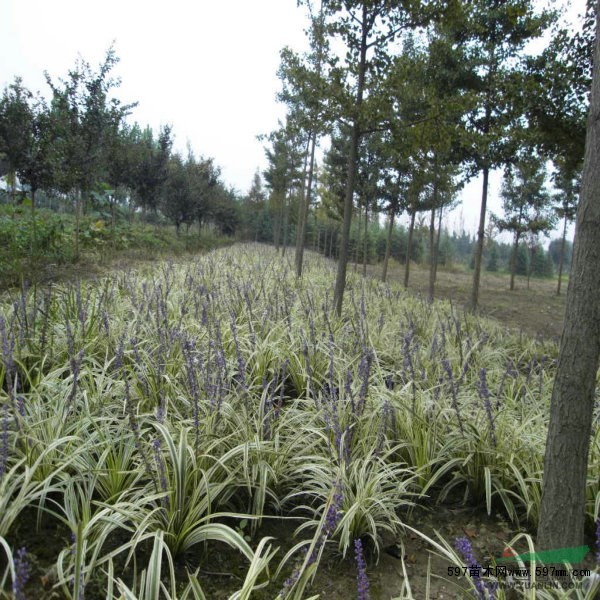 大叶麦冬草 大叶麦冬草