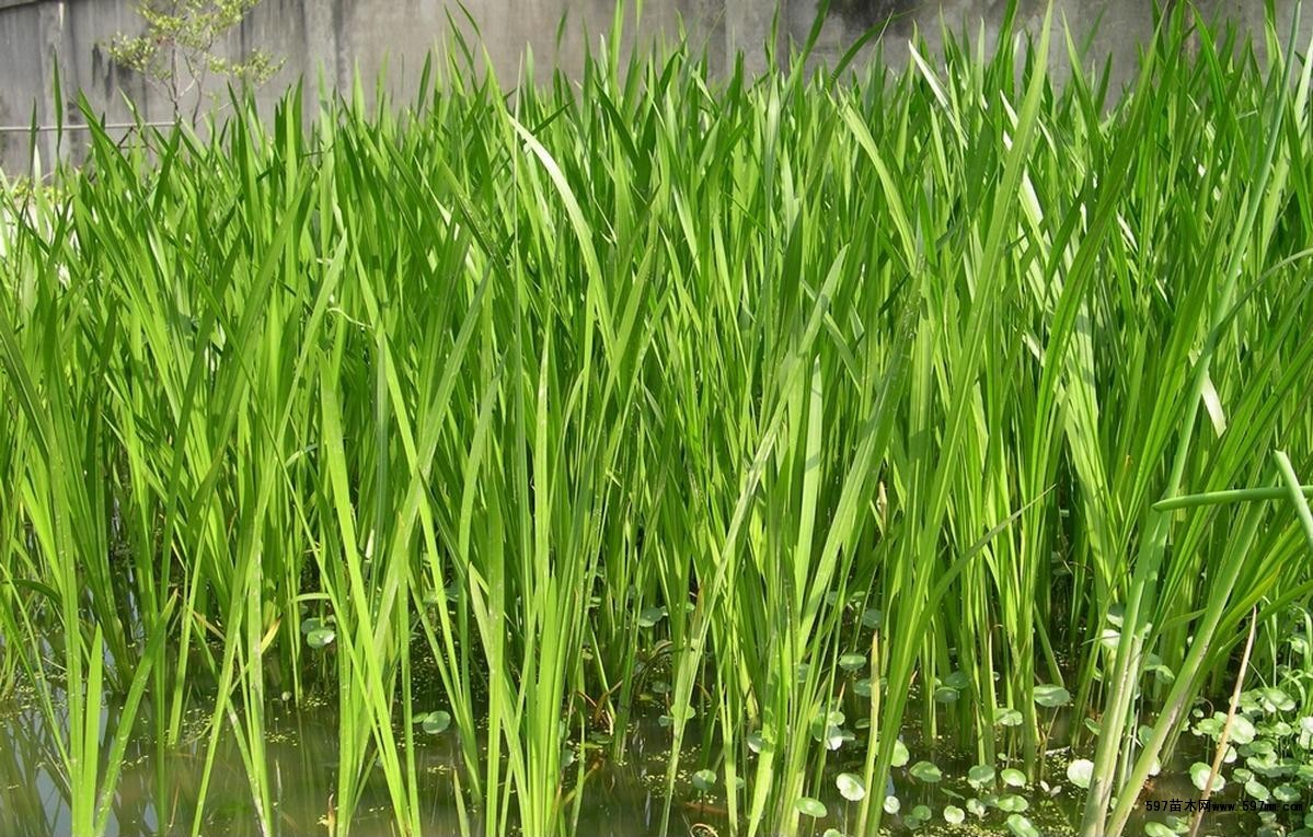 菖蒲 菖蒲
