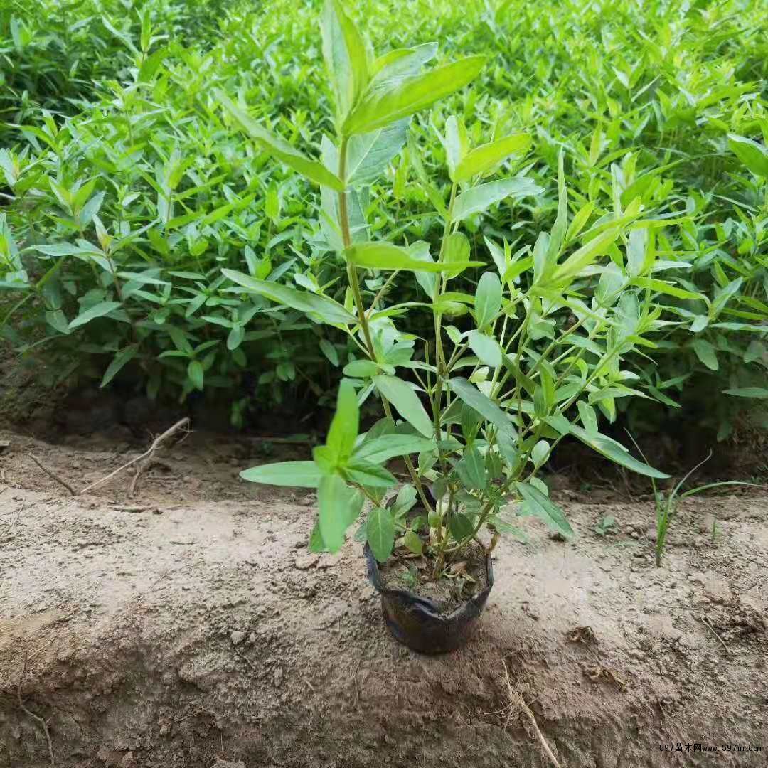 千屈菜杯苗 千屈菜杯苗