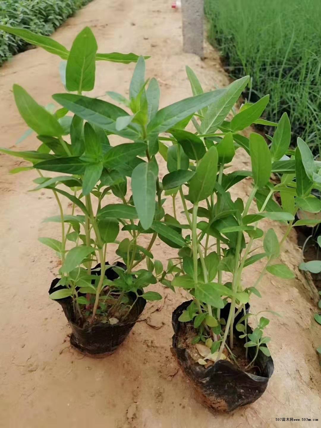 千屈菜杯苗 千屈菜杯苗