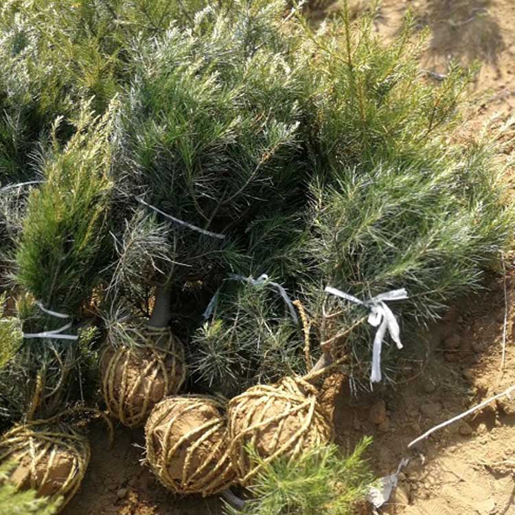 1米白皮松小苗价格 山西精品短毛白皮松价格