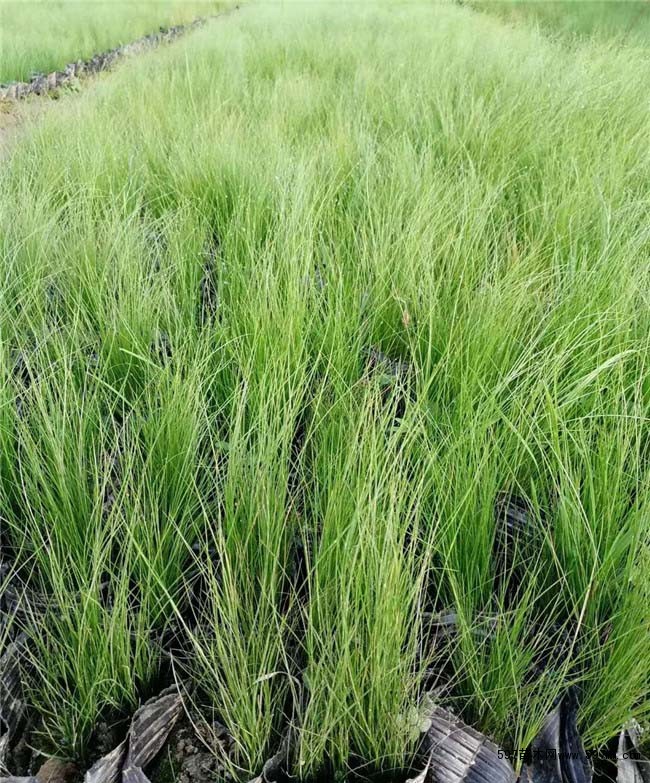 细茎针茅 细茎针茅