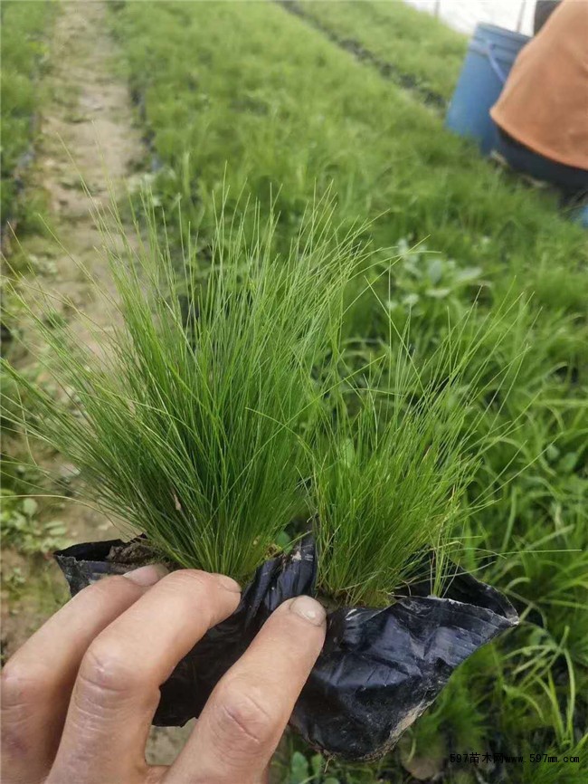 细茎针茅 细茎针茅