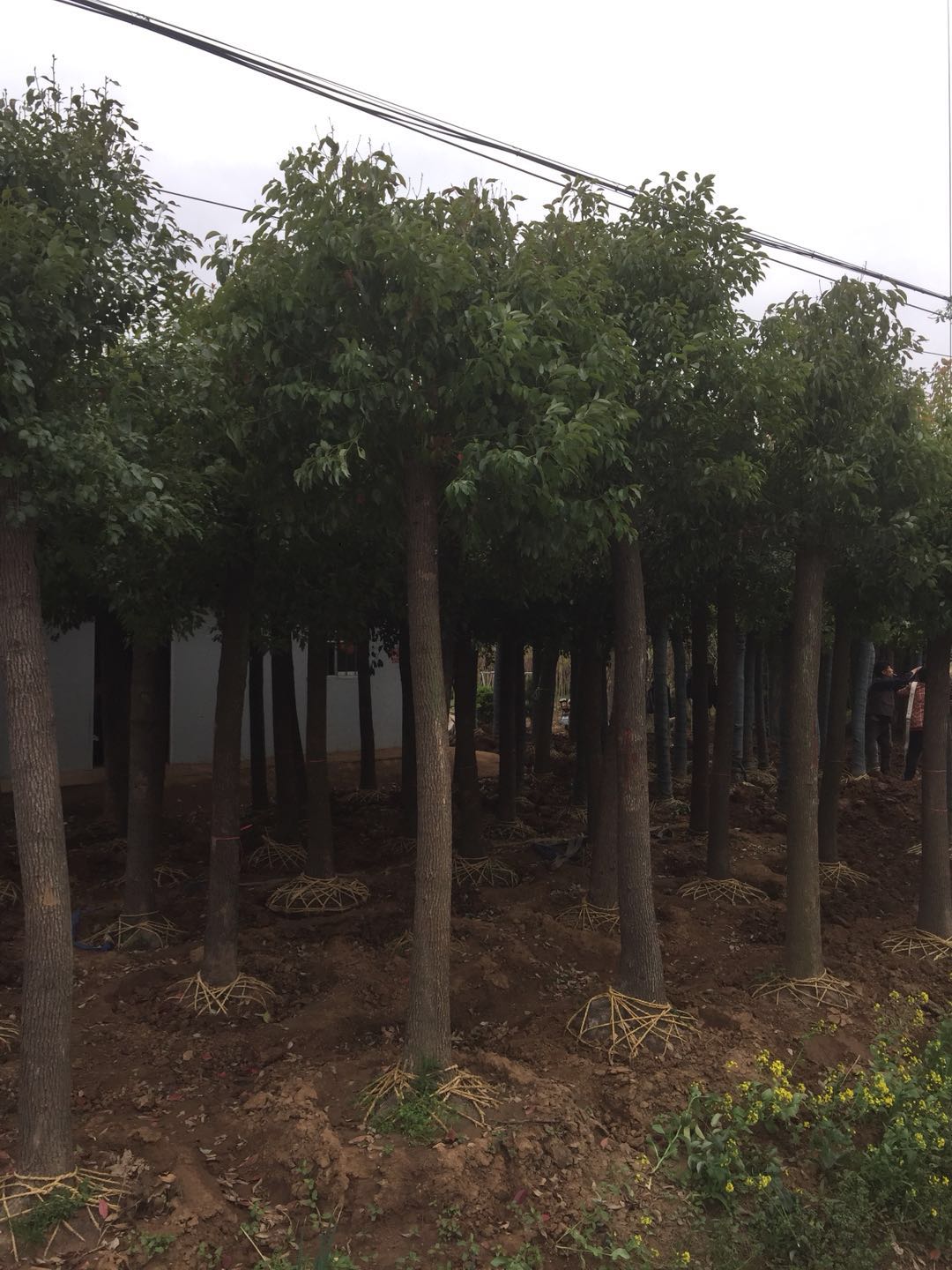 2020年香樟树10公分卖多少钱?