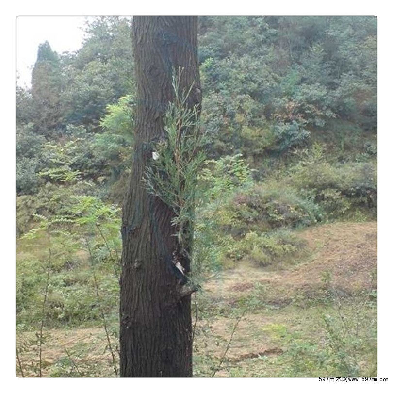 3米侧柏树几月栽种 侧柏树种植管理