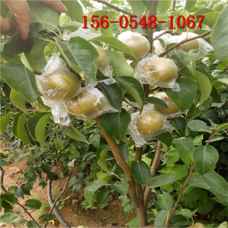 梨树苗 梨树苗