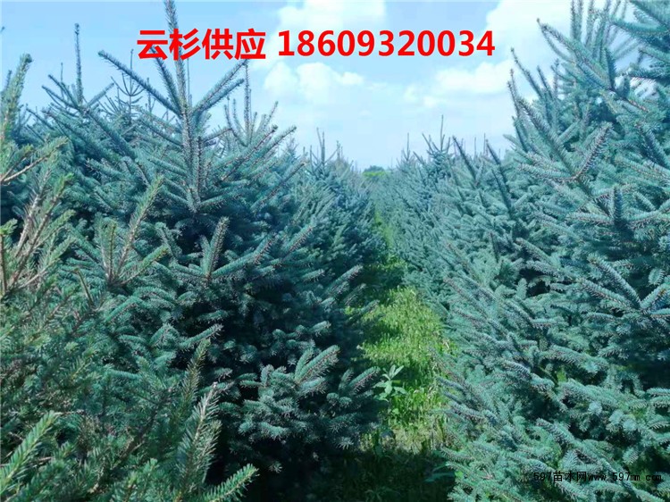 甘肃云杉 甘肃云杉