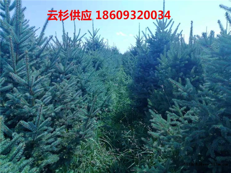 甘肃云杉 甘肃云杉
