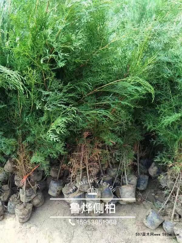 侧柏 侧柏