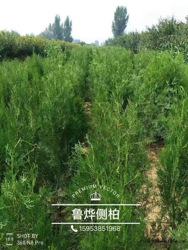 侧柏 侧柏