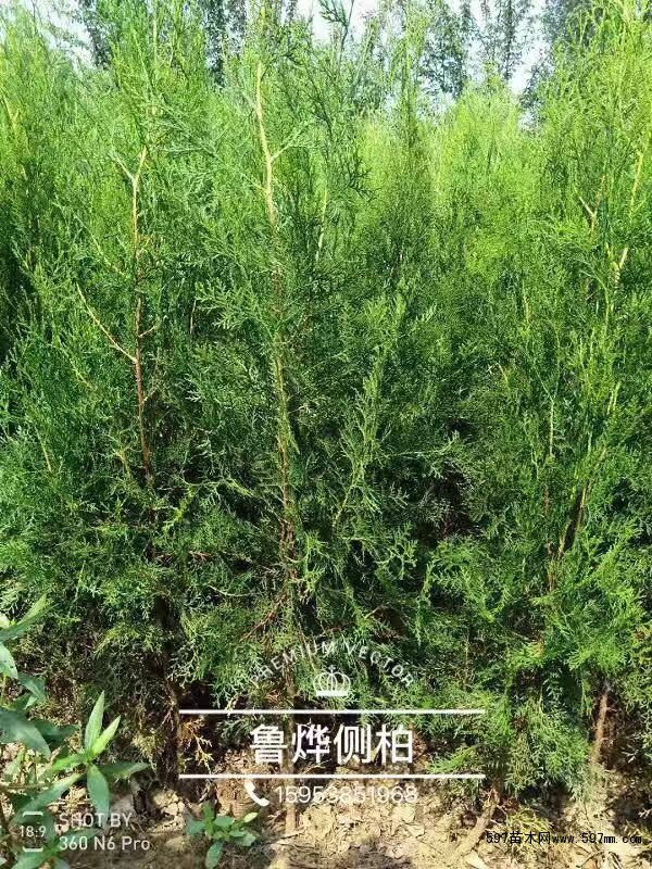 侧柏 侧柏