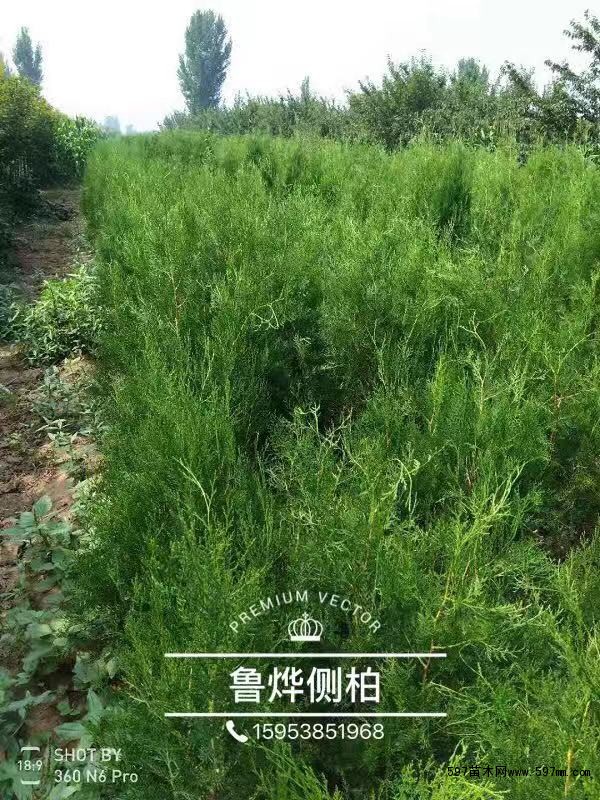 侧柏 侧柏