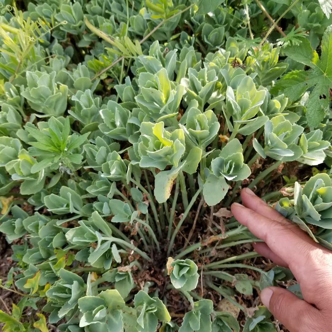 八宝景天江苏卖多少钱?