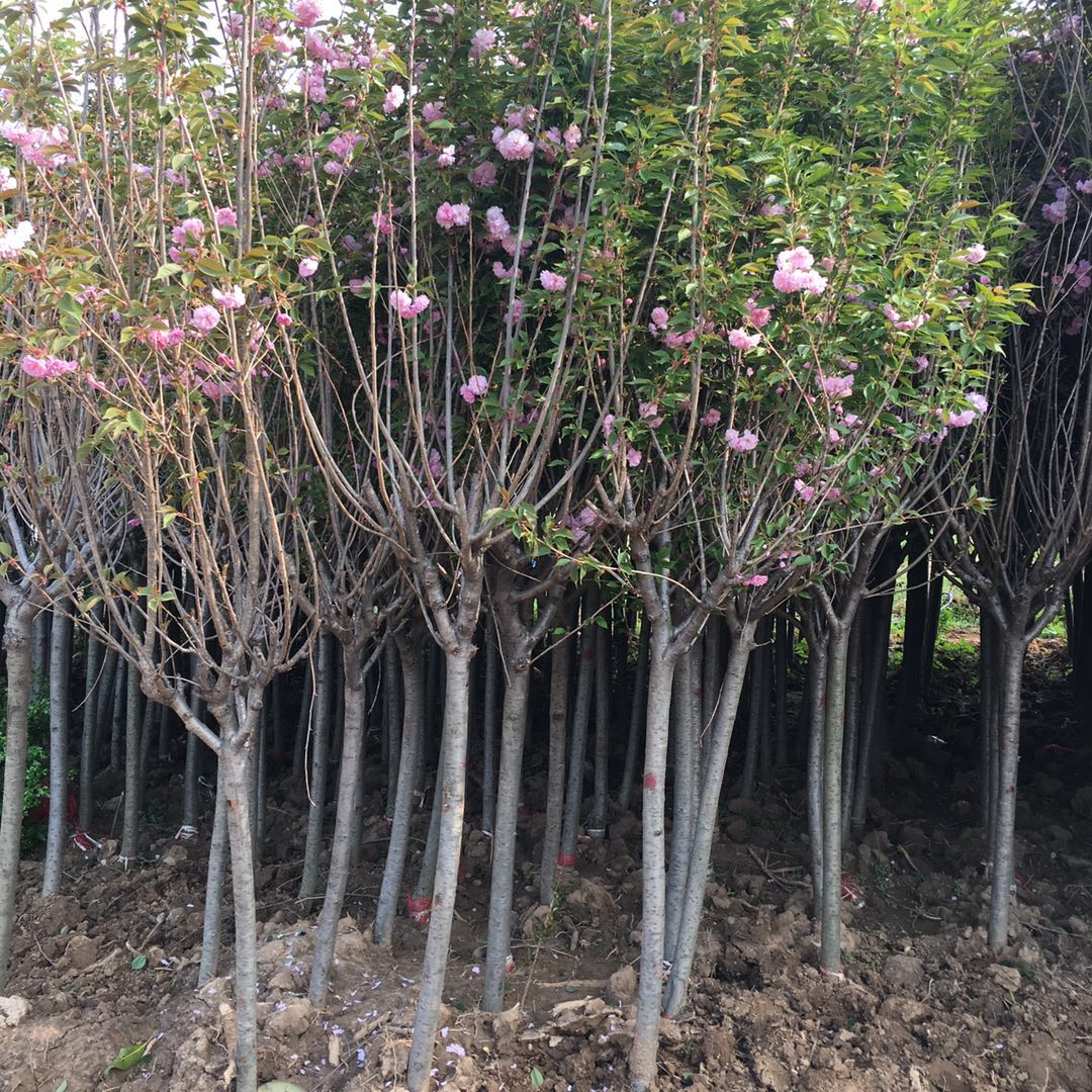 沭阳樱花树5公分粗多少钱?