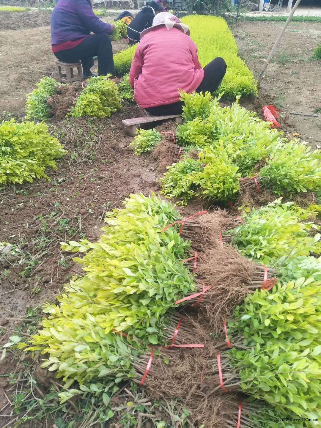 金叶连翘 金叶连翘