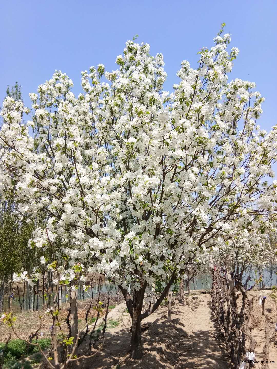 八棱海棠树开花 八棱海棠树开花