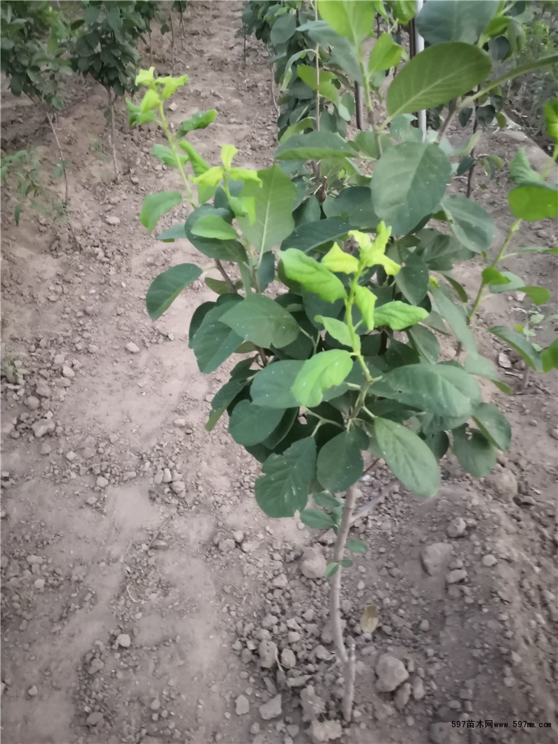 嫁接西梅苗几年结果 哪里有西梅苗价格多少钱-597苗木