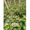 章姬草莓苗 脱毒苗易成活 适合大棚果园种植