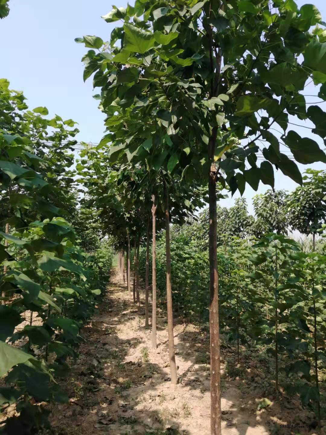 4公分楸树 4公分楸树