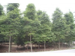 小叶桢楠地径6-8公分的小叶桢楠种植基地供应|乔灌木|绿化苗木