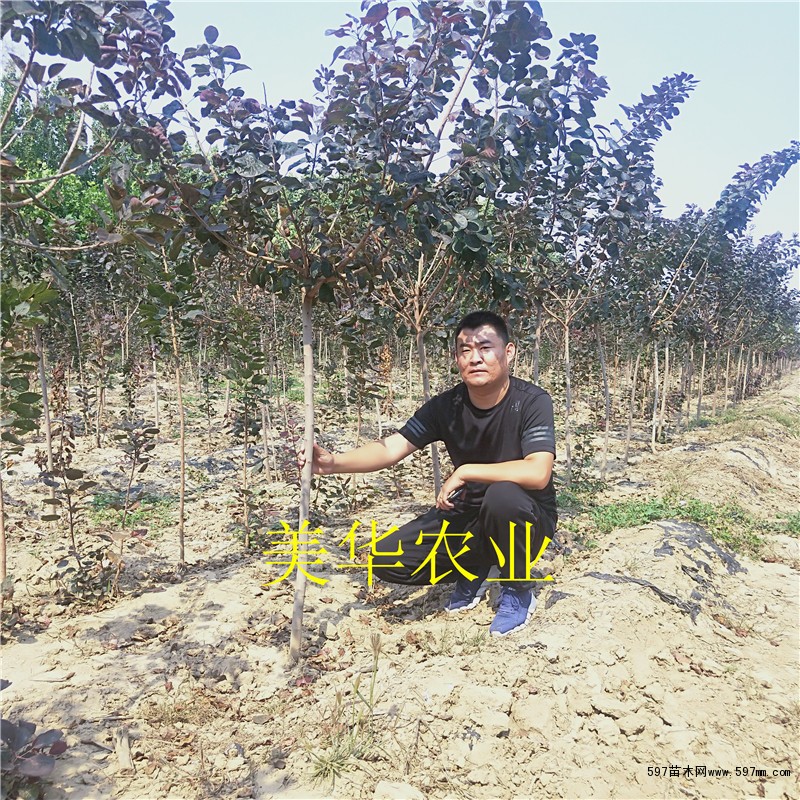 2公分红栌 2公分红栌