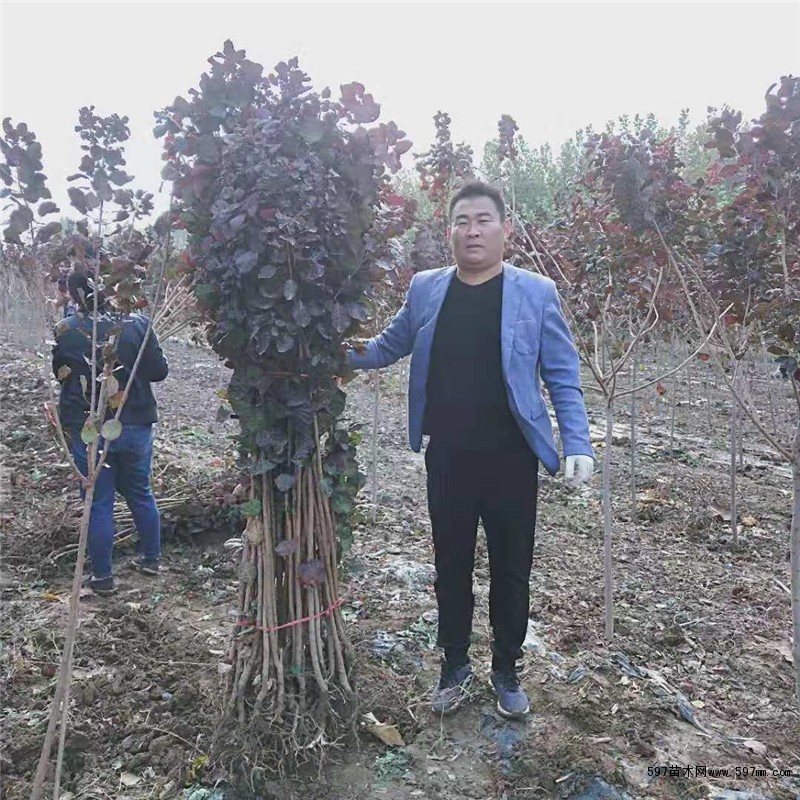 1公分红栌 1公分红栌