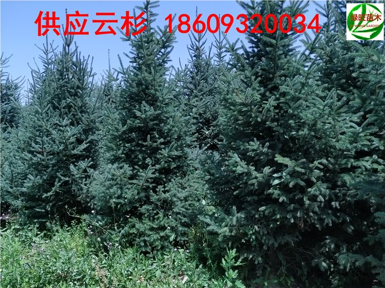 甘肃云杉 甘肃云杉
