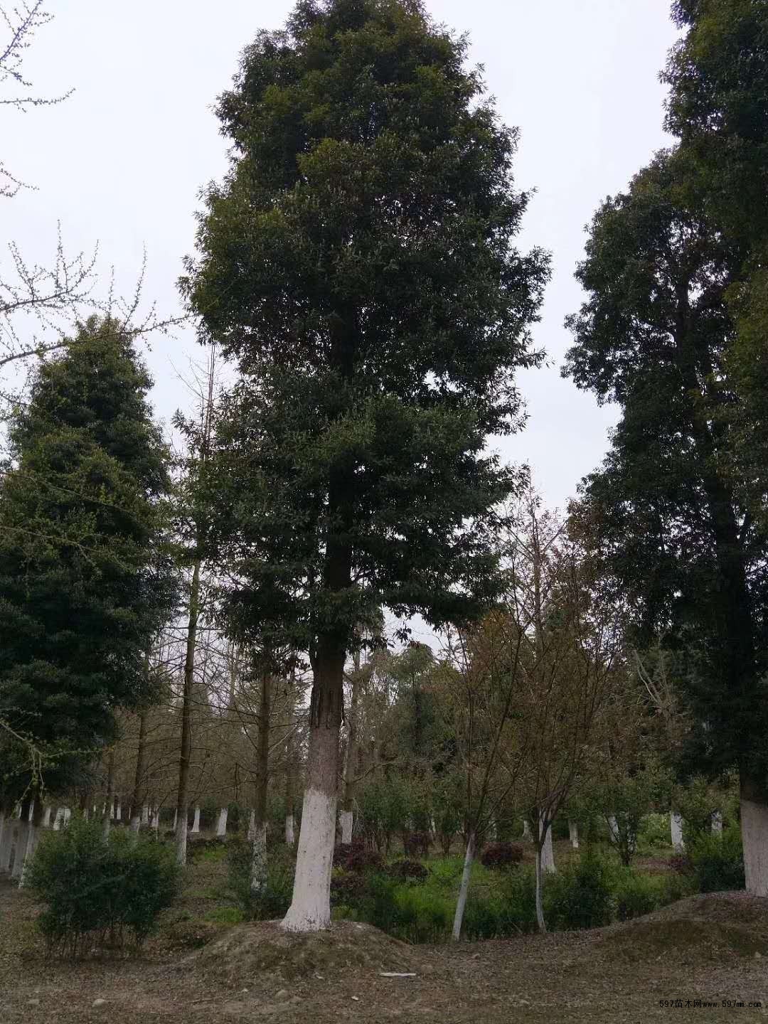 楠木树 楠木树