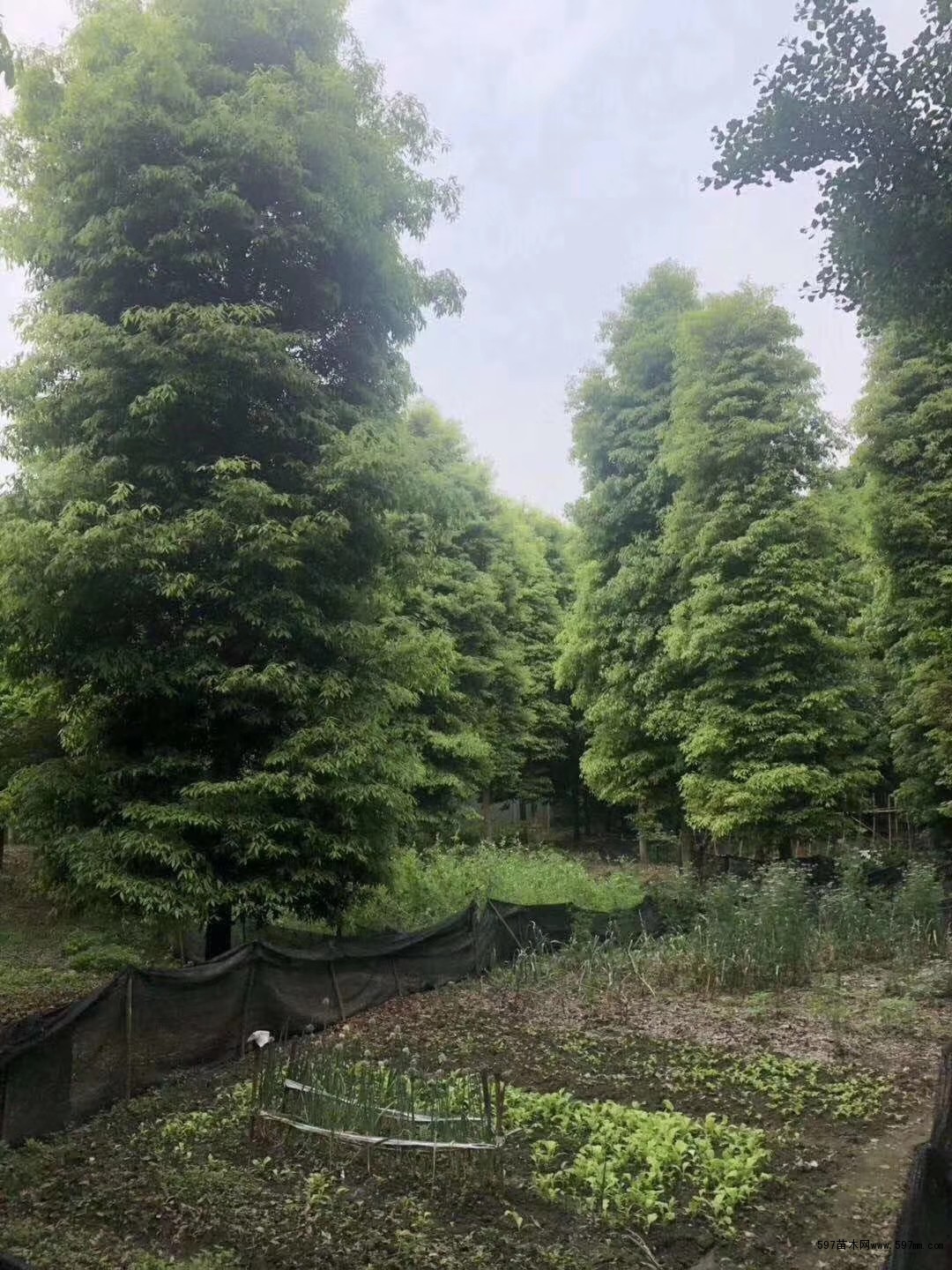 桢楠 桢楠